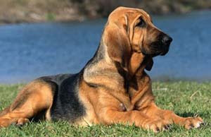 Bozal-para-Bloodhound.jpg
