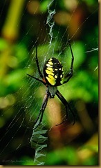 Yellow Garden Orb Weaver-MSB_1482 September 10, 2011 NIKON D300S