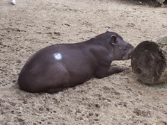 2011.08.07-031 tapir