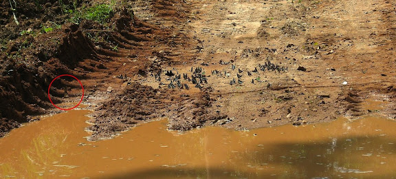 Rassemblement de Papilionidae mud-puddlant. Dans le cercle rouge : Papilio antimachus DRURY, 1782. Bobiri Forest (Ghana), 21 janvier 2006. Photo : J. F. Christensen