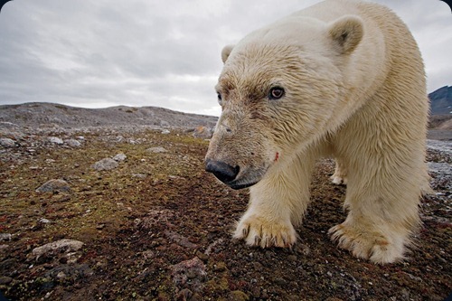 Wildlife Wildlife