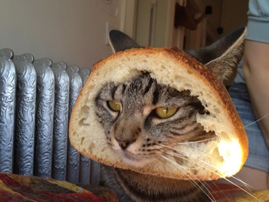 [breaded-cats-6%255B2%255D.jpg]