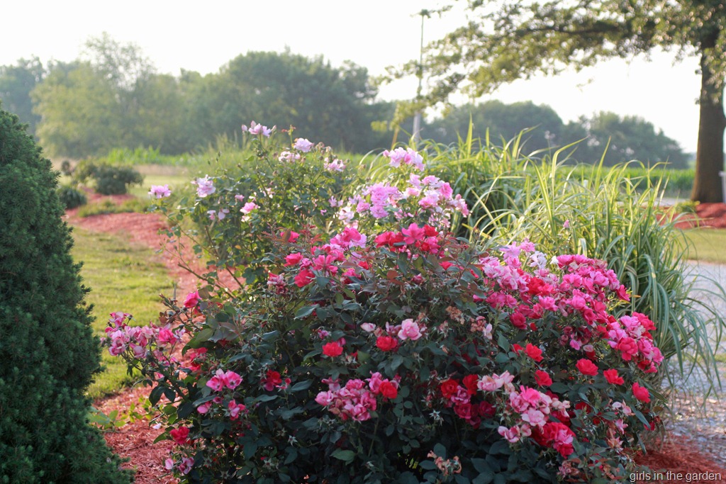 [flowers19%255B6%255D.jpg]