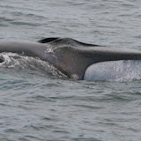 Finback whale
