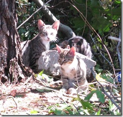 IMG_8658CROPPED