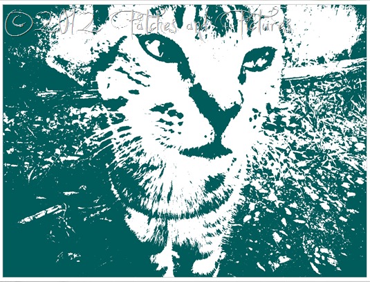 Os olhos verdes do gato branco Os olhos verdes do gato branco