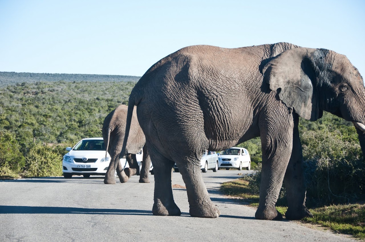Elephants at Addo