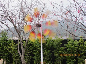 平菁街42巷寒櫻 - 066 平菁街42巷寒櫻 - 066