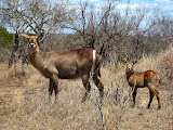 A mother waterbuck and her baby. Transition to Madagascar - 038.jpg