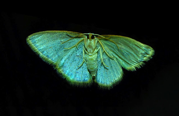 Geometridae d'Australie orientale (N.S.W.) - Geometridae : Geometrinae : Comostola laesaria WALKER, 1861, verso. Umina Beach (New South Wales, Australie), 3 juin 2011. Photo : Barbara Kedzierski