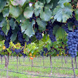 Wineries in Mendoza