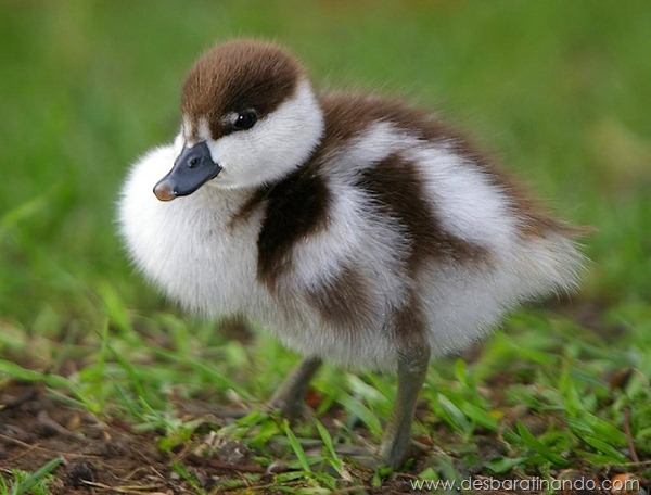 filhotes-patos-fofos-pequenos-desbaratinando (14)