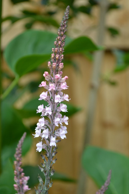 New variety of Loosestrife - champagne pink