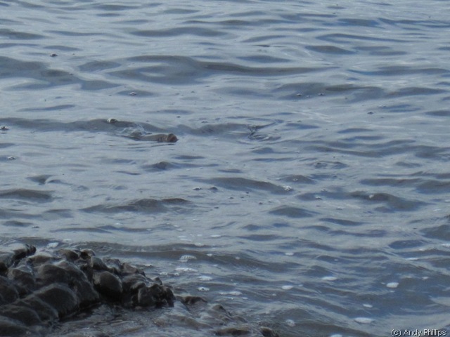 [IMG_0870%255B9%255D.jpg]