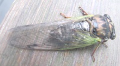 cicada bug1