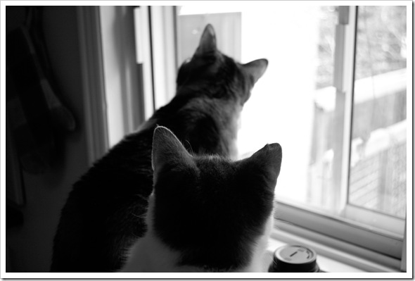 cats bw
