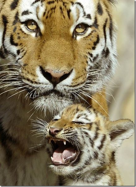 funny-animals-cute-10