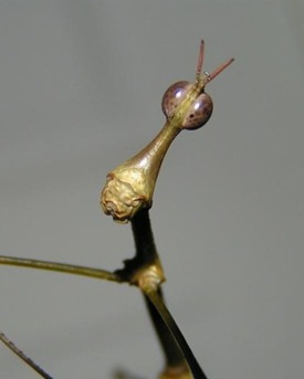 Peruvian horsehead grasshoppers Pseudoproscopia latirostris male