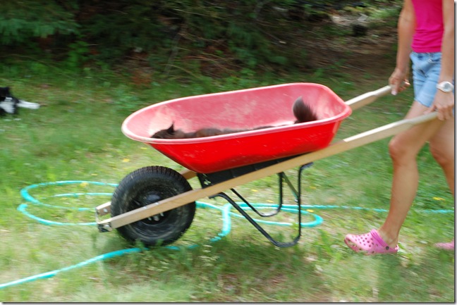 cat in a wheel barrel cat in a wheel barrel