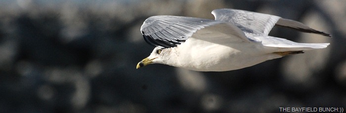 DSC_4726 DSC_4726