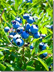 blueberries