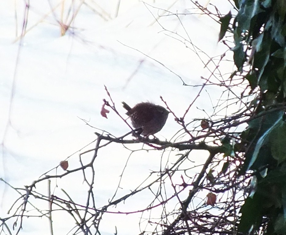[wren%255B3%255D.jpg]