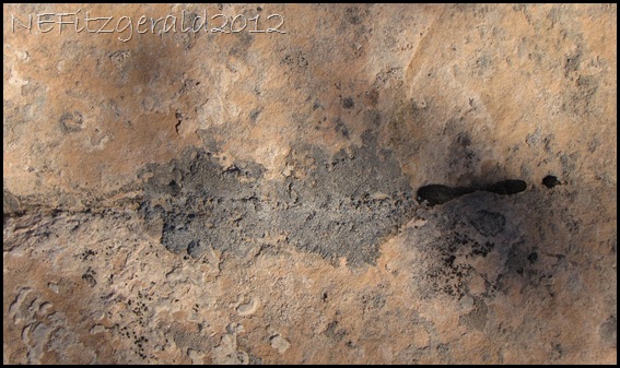 IMG_0719Lichen AndMossIn Grooves_Navajo Sandstone