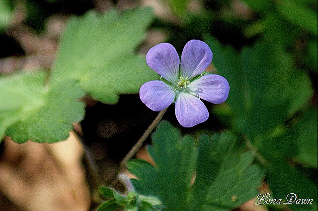 [OMC_NativeGeranium%255B7%255D.jpg]
