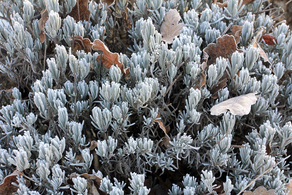 [130117_Lavandula-Lisa-Marie01%255B2%255D.jpg]