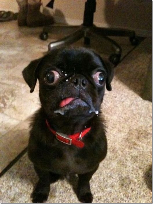 viral-picdump-pics-9c5b66