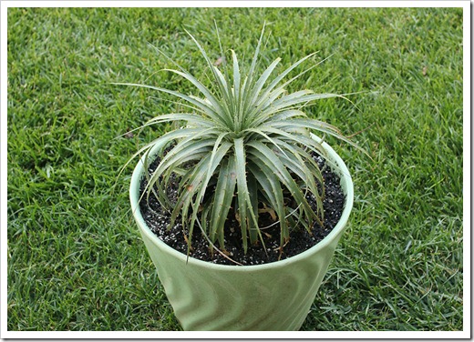 110611_puya-coerulea-violacea_02 110611_puya-coerulea-violacea_02