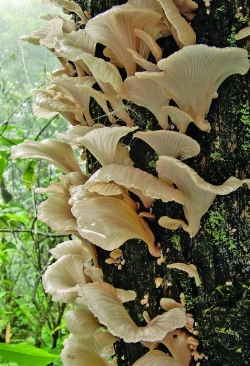 trogia venenata.jpg