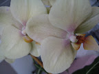 These are my favorite orchids.