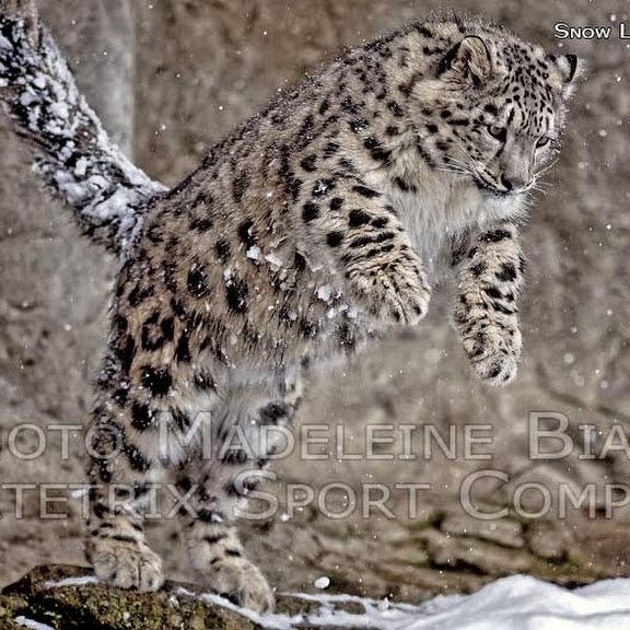 LITTLE MOHAN THE SPRITE OF SNOW