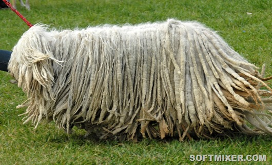 komondor_big