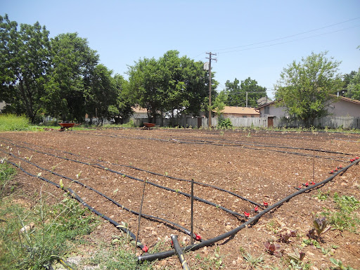Part of the back garden with drip irrigation.
(Photo credit: Samuel Crowe)