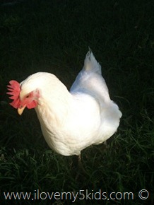 Daisy the Chicken