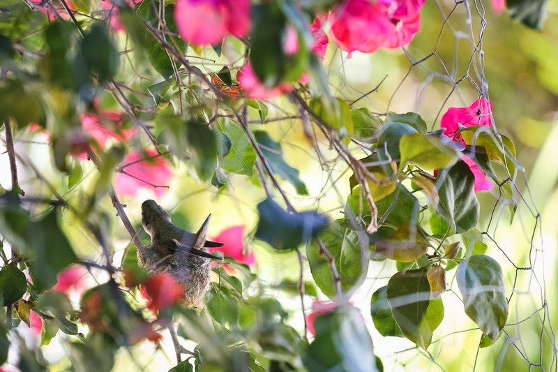 [hummingbird-4%255B2%255D.jpg]