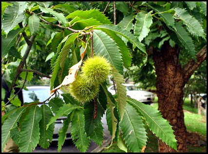 25i1 - Anna Ruby Falls - Trees and Flowers - Edible Sweet Chestnut Tree