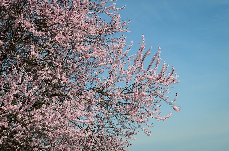 [spring%2520walk26%255B3%255D.jpg]