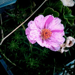 pretty pink flower
