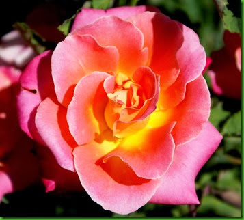 Rose - Yellow Center with Orange and Pink Petals