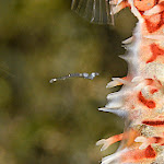 ornate ghost pipefish baby