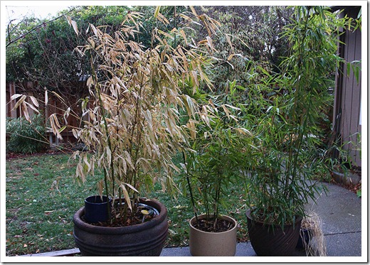 120120_potted_bamboo