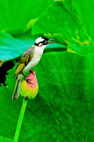 DSC_2752 DSC_2752