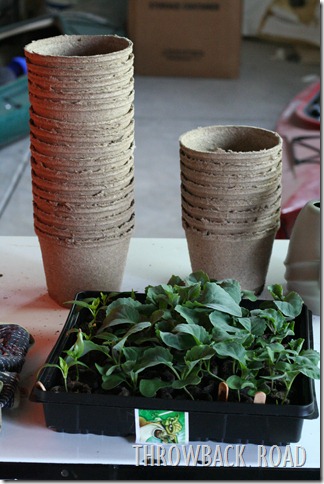 transplanting seedlings 010