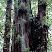 Joined at the Burl. Stout Grove. Jedediah Smith Redwoods State Park. Redwood National and State Parks. California. August 25, 2012.