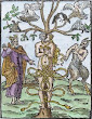 Woodcut Of Hermaphrodite From Barthelemy Aneau 1552