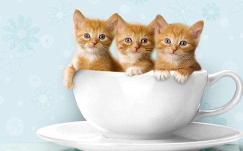 Cute-Kittens-kittens-16123995-1280-800