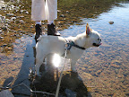 Oh my, Franny!  This hike around Jordan Pond has been especially rigorous today.  My feet need a cool down in this nice cold water.